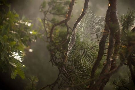 sunlight, forest, nature, reflection, branch, green, wildlife, jungle, spiderwebs, rainforest ...