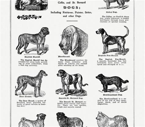 complete guide   types  dogs breeds traits