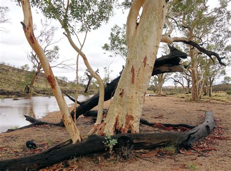 Eucalyptus Camaldulensis River Red Gum Ausemade