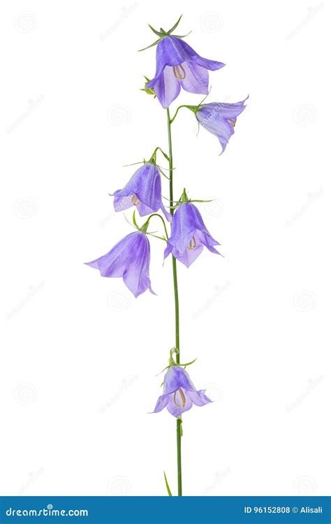 Beautiful Blooming Bouquet Blue Bell Flower Isolated On White Ba Stock