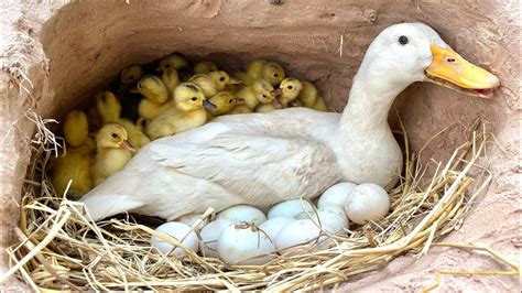 Wow Amazing Pekin Duckling Hatching From Eggs Cute Cute Nee Baby