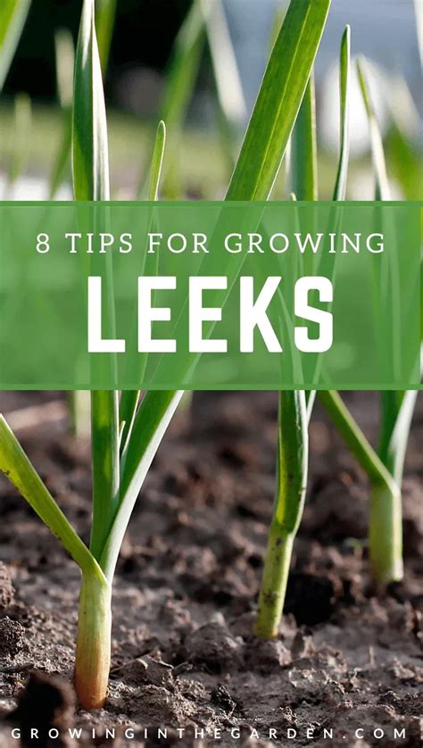 How To Grow Leeks Artofit