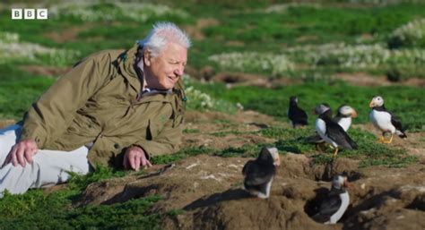 Save Our Wild Isles David Attenborough Watch On Bbc Iplayer