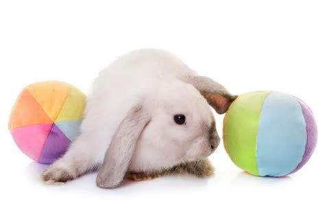 The Best Toys for Your Pet Rabbit - SimplyRabbits - Rabbit care