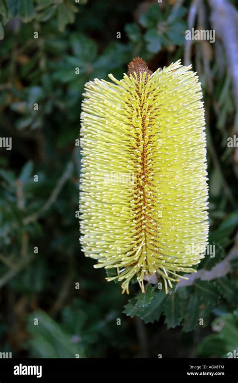 Cone Flower Of Australian Native Plant Banksia Integrifolia Found In