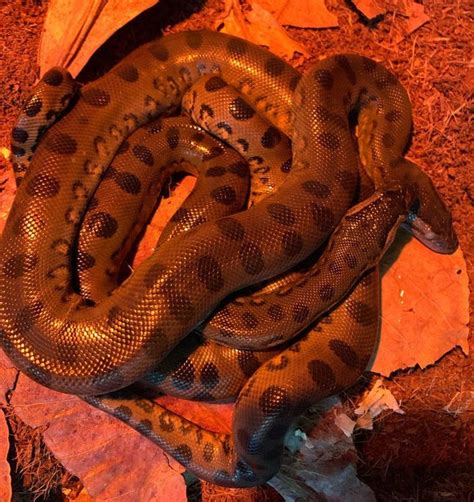 No Dudes Needed Baby Anaconda Snakes Born In All Female Exhibit Cnet