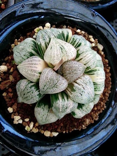 variegated succulents | Haworthia sp variegated | Succulent Plants ...