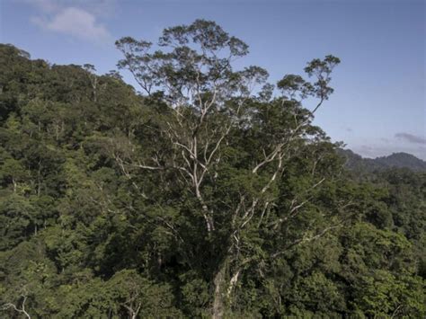 Des Scientifiques Atteignent Le Plus Grand Arbre De L Amazonie