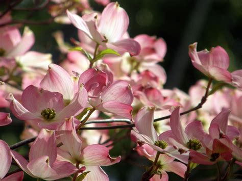 Stellar Pink Flowering Dogwood flowers