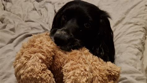 Il D Cide De Prendre Une Photo Mignonne De Son Chien C Tait Sans