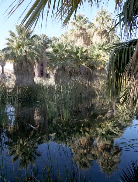 Center for Natural Lands Management | Thousand Palms Oasis Preserve