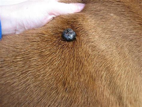 Black Mole On Dog Skin