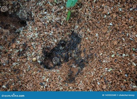 Black Ant Nest with a Lot of Ants Stock Photo - Image of black, ants: 143353340