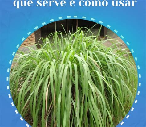 Para Que Serve A Citronela - Citronela: o que é, para que serve e como usar