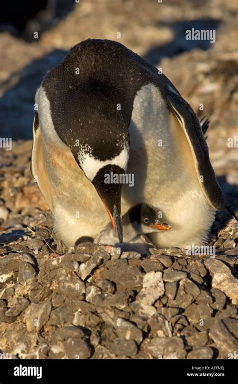 gentoo penguin Pygoscelis papua with newborn chick South Shetland Islands Antarctica Southern ...