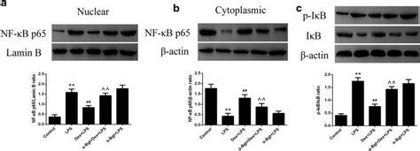 Western Blotting Assay For Nf κb P65 Nuclear Translocation And Iκb Download Scientific Diagram