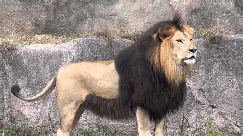 Barbary lion ~ Everything You Need to Know with Photos | Videos