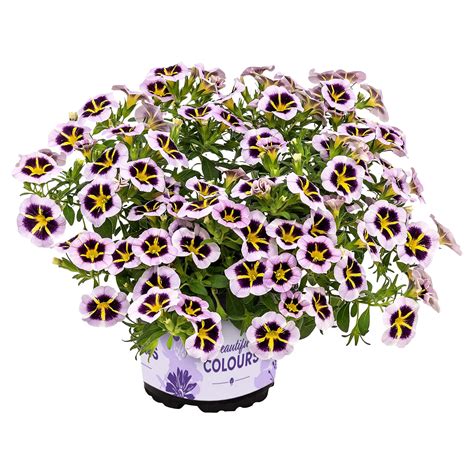 Gardenline Calibrachoa Tik Tok Aldi S D