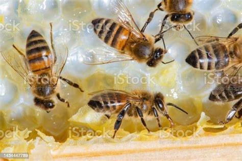 Buckfast Honey Bees Stock Photo - Download Image Now - Bee, Apiary ...