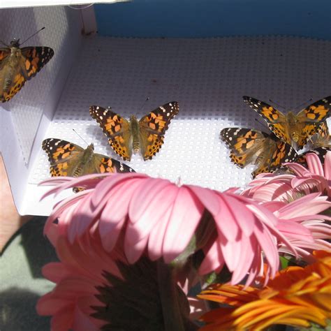 Mass release of butterflies from boxes - A Butterfly Release Company