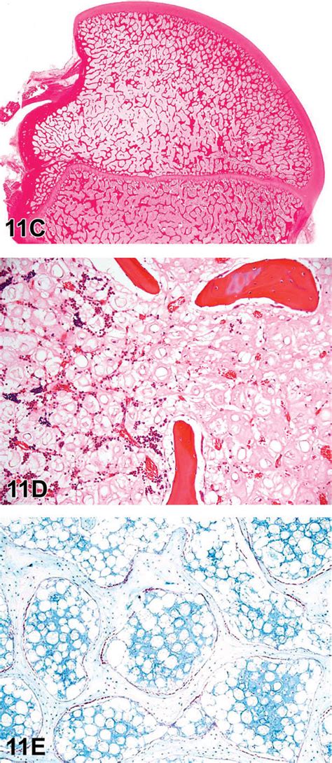 Continued C E Serous Atrophy In A G Ttingen Minipig C E