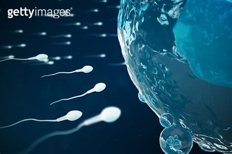 Sperm And Egg Cell Ovum Native And Natural Fertilization Close Up