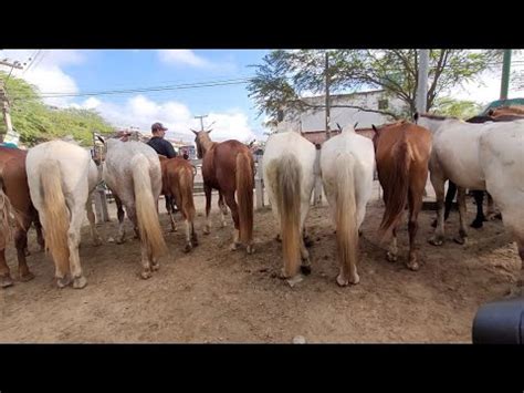 Feira De Cavalo Em Bezerros Pe 15 07 2023 YouTube