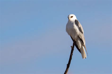 White-tailed Kite | Audubon Field Guide