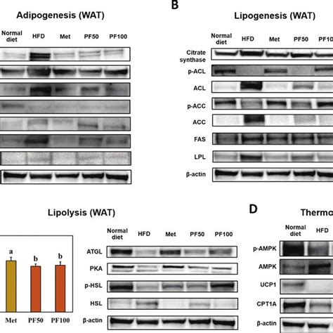 Effects Of Pf On The Adipogenesis A Lipogenesis B And Lipolysis