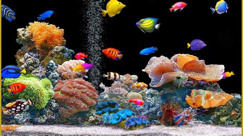 Animated Fish Tank Wallpaper