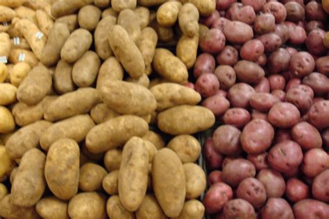 Potato Growing Tips | HubPages