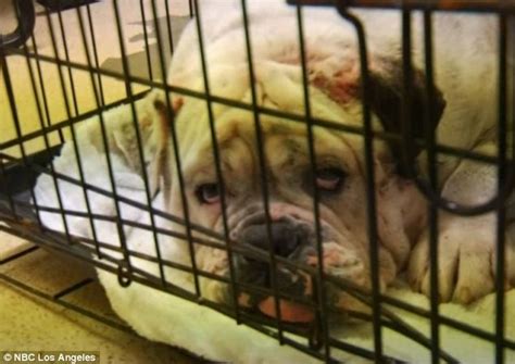 Sixteen Injured And Abused Dogs Rescued From California House Of