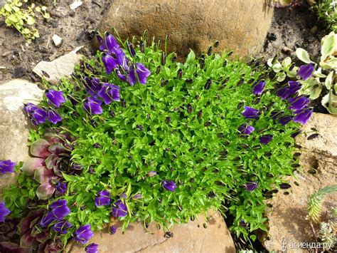 Колокольчики..: Группа Клумбы и цветники