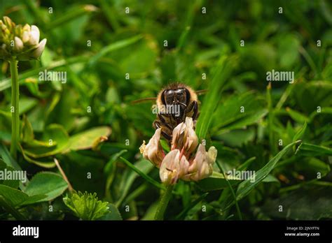 Bees And Flowers Pollination Hi Res Stock Photography And Images Alamy