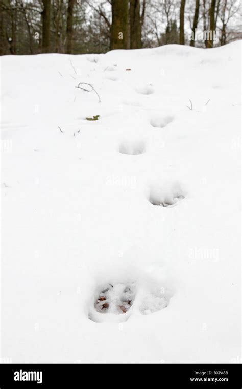 Wild Boar tracks on snow in a forest Stock Photo - Alamy