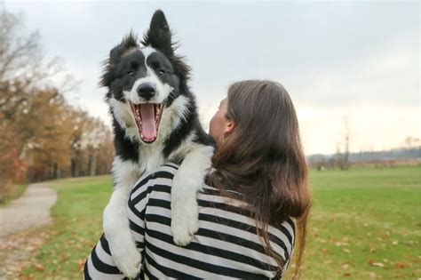 REVIEW: Top Border Collie Toys – Herding Dog Zone