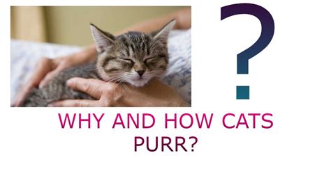 Why And How Do Cats Purr Youtube