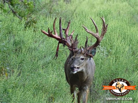 Whitetail Deer Hunts In Texas Deer Hunting Squaw Mountain Ranch