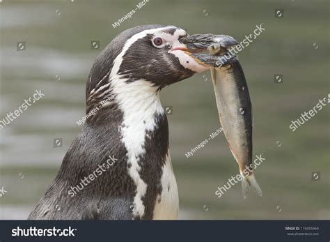 708 Penguin eating fish Images, Stock Photos & Vectors | Shutterstock