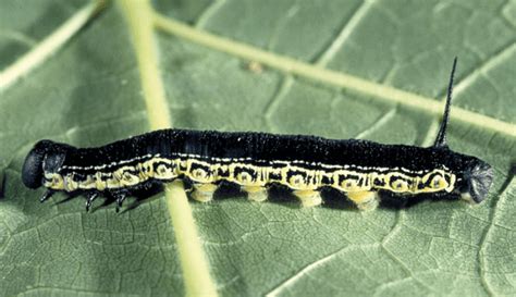 Black Caterpillars: An Identification Guide to Common Species - Owlcation