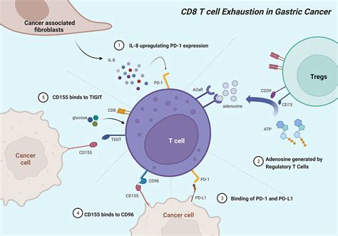 Frontiers Landscapes And Mechanisms Of CD8 T Cell Exhaustion In