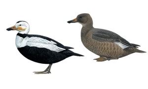 Labrador Duck (Camptorhynchus labradorius) – Planet of Birds