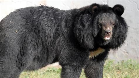 Man chops off arm to escape bear attack in Thailand zoo | World News ...