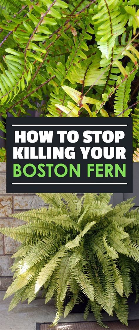 How To Grow Boston Ferns Care For Nephrolepis Exaltata Ferns Garden