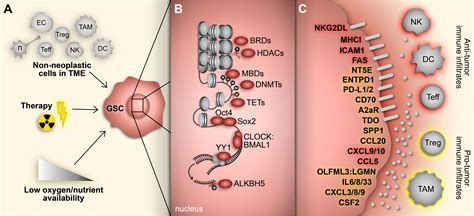 Frontiers Exploring Glioblastoma Stem Cell Heterogeneity Immune