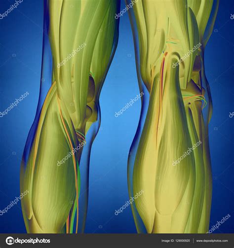 Human Back Of Legs Anatomy Stock Photo By ©anatomyinsider 129000920