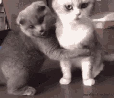 Cat Love GIF - Cat Love Lady - Discover & Share GIFs