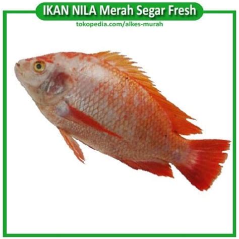 Jual 1 Kg Ikan Nila Merah Hidup Segar Dan Fresh Khusus Grab Gosend Jakarta Timur Alkes