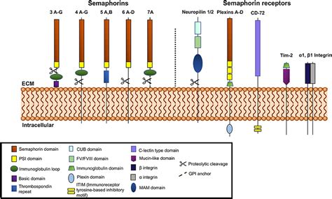 Frontiers Semaphorins In Angiogenesis And Autoimmune Diseases