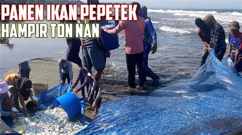 Nelayan Batukaras Hasil Tangkapan Jaring Dapat Ikan Pepetek Hingga